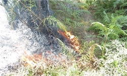 آتش‌سوزی جنگل‌ پلنگ پشت مهار شد