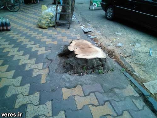۶ اصله درخت در شهر شفت قطع شد