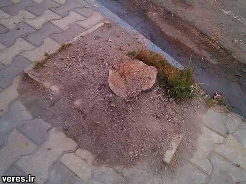 Picture-009