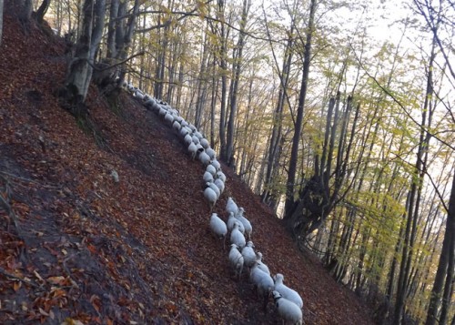 گیلان-شفت-جنگل سیاهمزگی