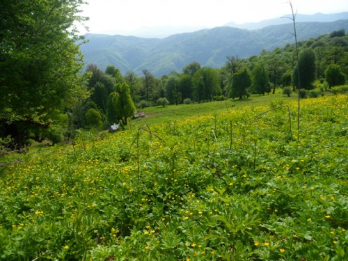 زیبایی های مسیر روستای مزگده تا ییلاق سوته شهرستان شفت