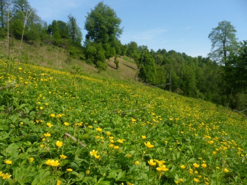 زیبایی های مسیر روستای مزگده تا ییلاق سوته شهرستان شفت