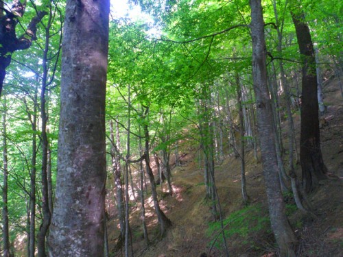 زیبایی های مسیر روستای مزگده تا ییلاق سوته شهرستان شفت