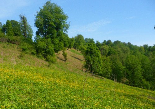زیبایی های مسیر روستای مزگده تا ییلاق سوته شهرستان شفت_nzZ7r36m