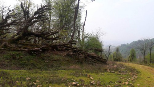 زیبایی های جاده قدیمی و متروکه گنجار به امام زاده اسحاق