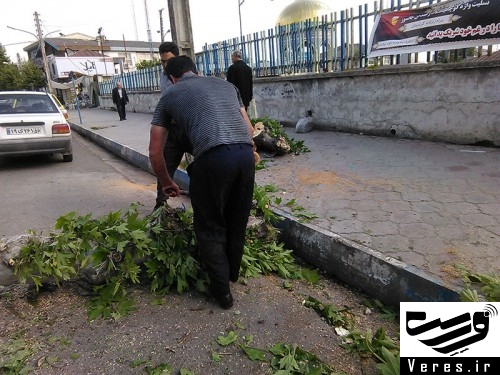 قطع چندین درخت چنار در شهر شفت 