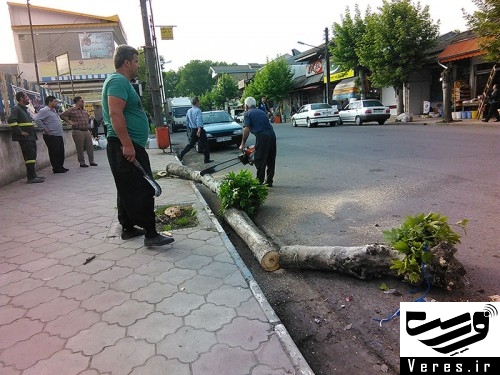 قطع چندین درخت چنار در شهر شفت 