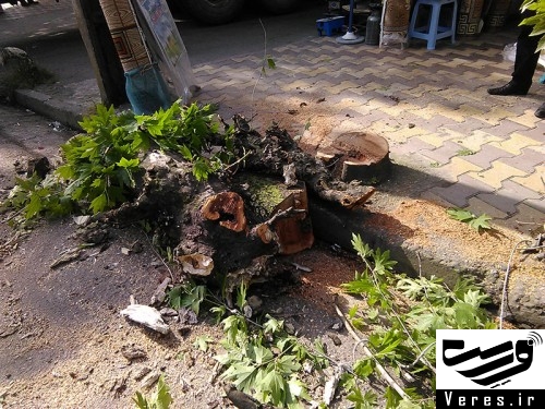 قطع چندین درخت چنار در شهر شفت 