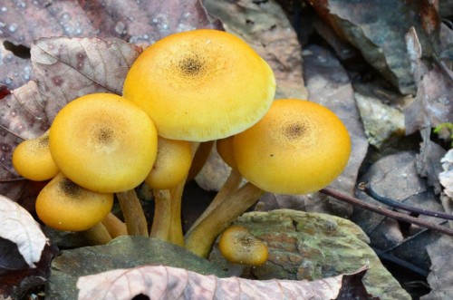 طبیعت زیبای شهرستان شفت/ استان گیلا