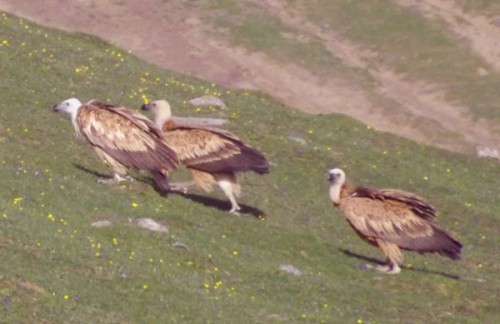پرندگان وحشی در زیست بوم شفت