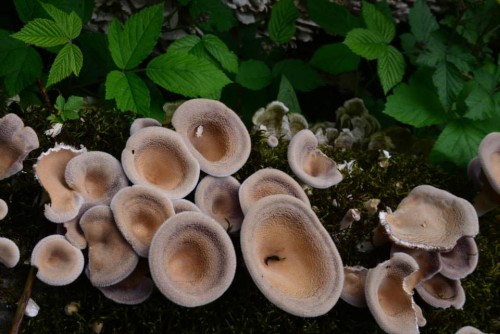 طبیعت زیبای شهرستان شفت/ استان گیلا