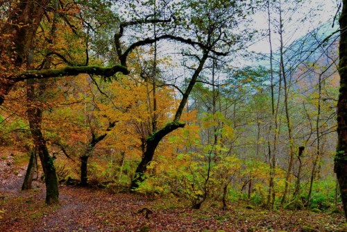 طبیعت زیبای شهرستان شفت/ استان گیلا