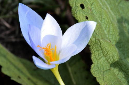 طبیعت زیبای شهرستان شفت/ استان گیلا