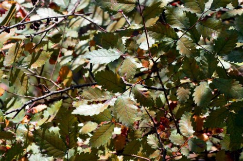 طبیعت زیبای شهرستان شفت/ استان گیلا