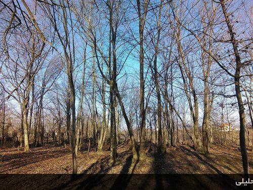 کمسار بزرگ- شهرستان شفت