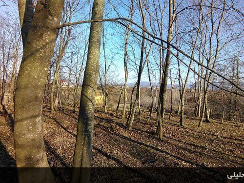 کمسار بزرگ- شهرستان شفت