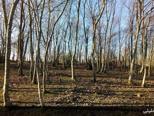 کمسار بزرگ- شهرستان شفت