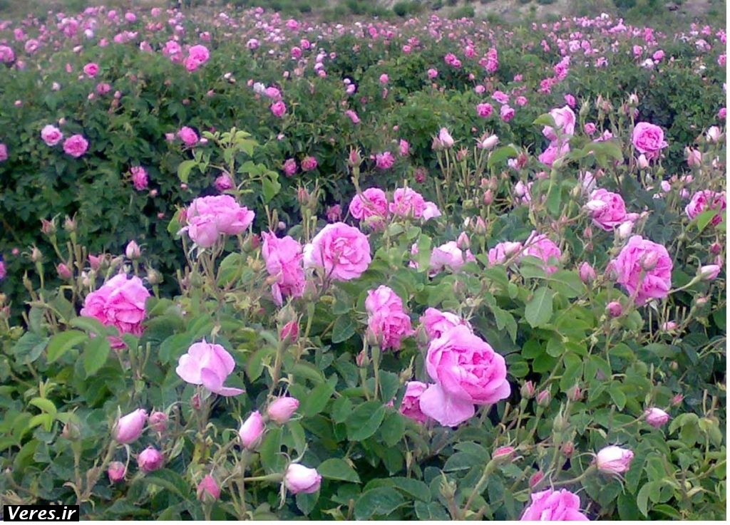 گل محمدی