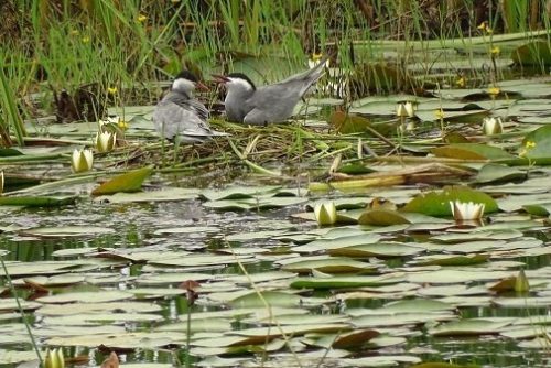 گیلان-شفت-آببندان گیلده