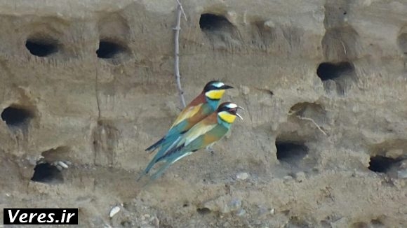 پرنده زنبورخوار