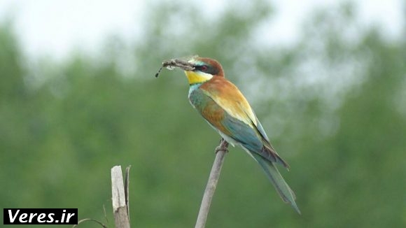 پرنده زنبور خوار