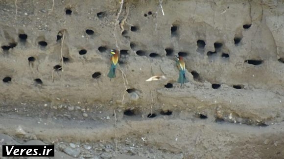 پرنده زنبور خوار