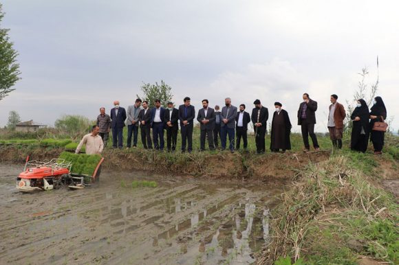 حضور مسوولین در شالیزارهای شالده شفت