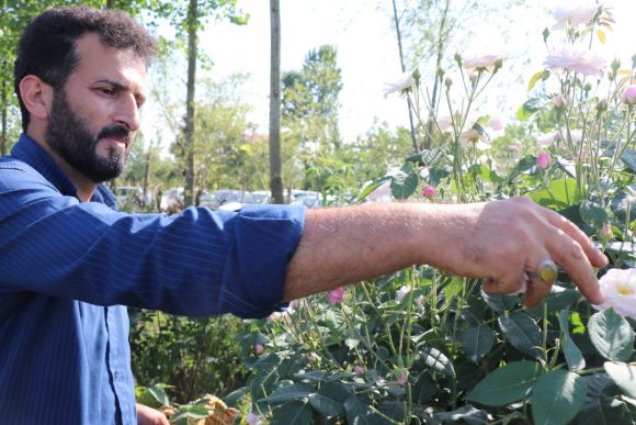 جشنواره گلابگیری گیلده