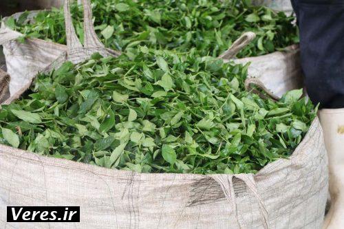 برگ سبز چای