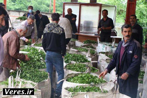 صف انتظار برای تحویل برگ سبز چای