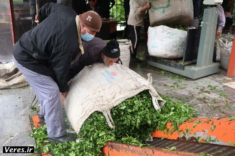 تلاش چایکاران شفتی