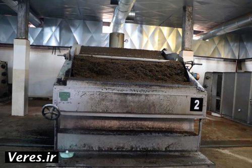کارخانه فرآوری چای در شهرستان شفت