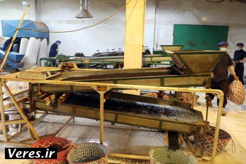 کارخانه فرآوری چای در شهرستان شفت