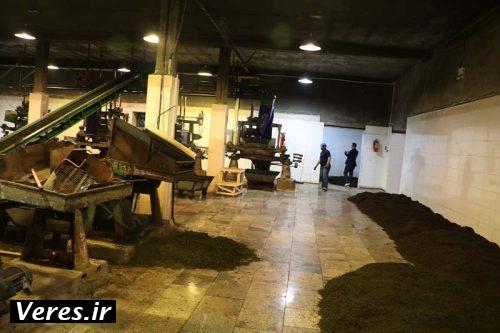 کارخانه فرآوری چای در شهرستان شفت