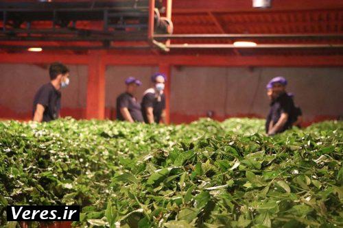 چای سبز در انتظار سیاه شدن