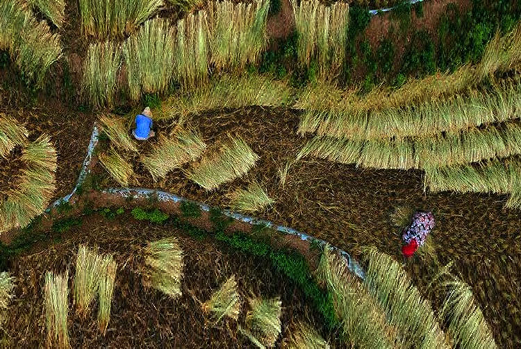 برداشت برنج