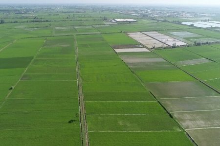 کاهش هزینه تولید برنج در بخشی دیگر از شالیزارهای گیلان