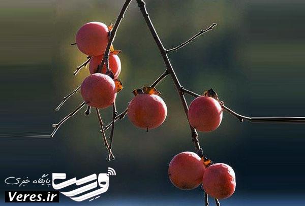 اربادار و اربا دوشاب