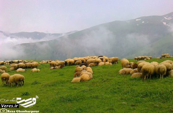 ییلاق سرسبز آفورسر