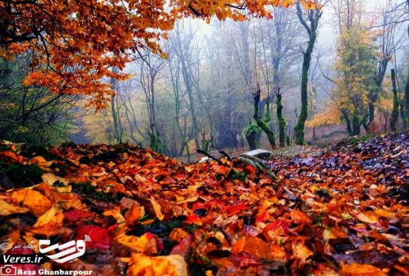 جنگل های گنجار