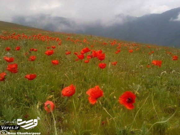ییلاق سلانسر