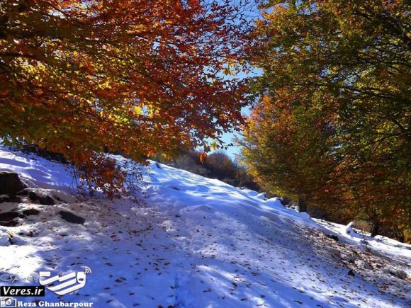 جنگل سیاهمزگی