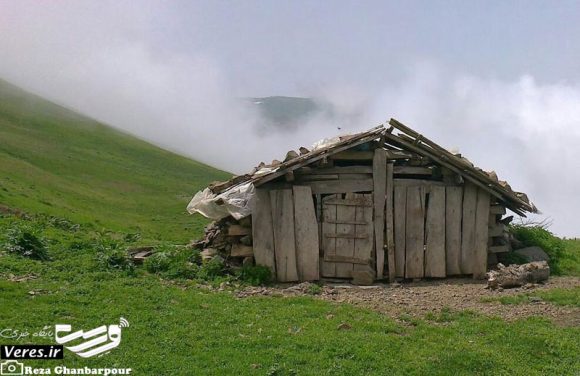 ییلاق سیاهمزگی