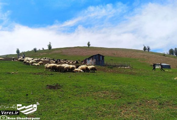 ییلاق سوته