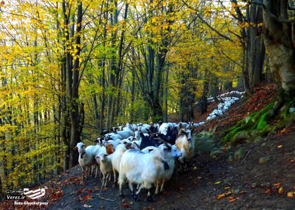 کوچ گوسفندان -مسیر دره مینه