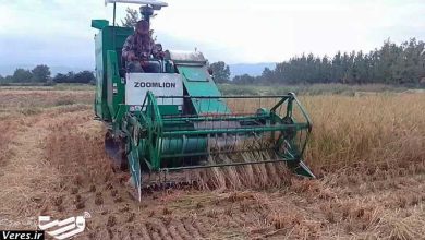 برداشت برنج