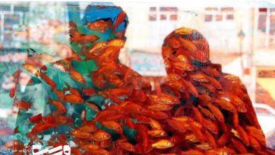 ماهی قرمز