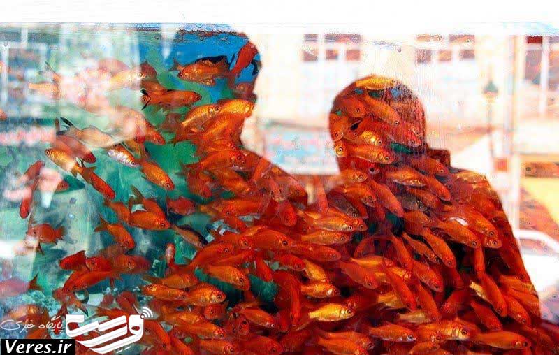 ماهی قرمز