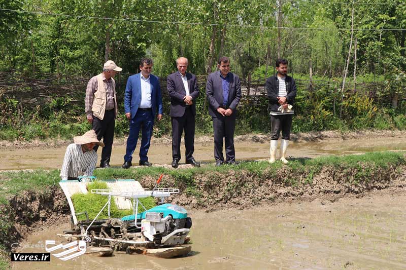 نشای مکانیزه برنج در شفت