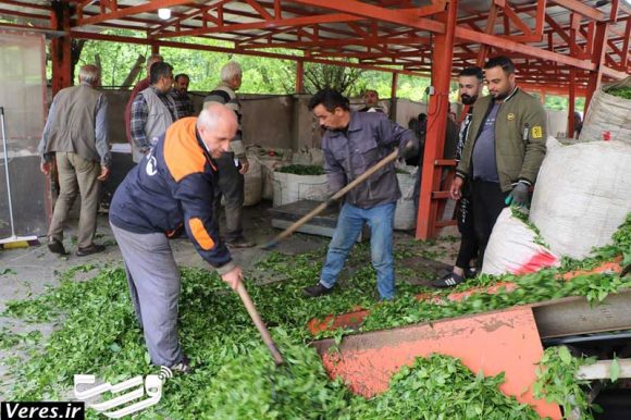 برداشت چای در شفت